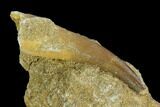 Fossil Plesiosaur (Zarafasaura) Tooth - Morocco #127413-2